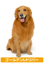 �S�[���f�����g���o�[