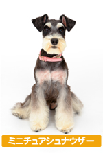 �~�j�`���A�V���i�E�U�[