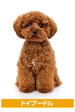 �g�C�v�[�h��